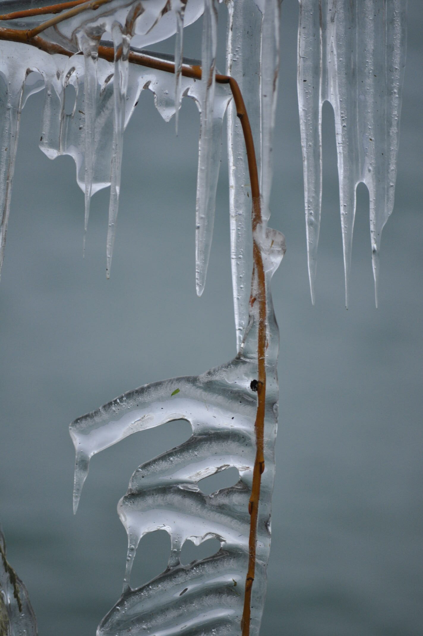 Ice branch