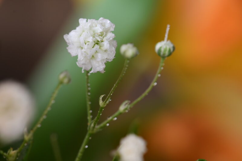 Fleur