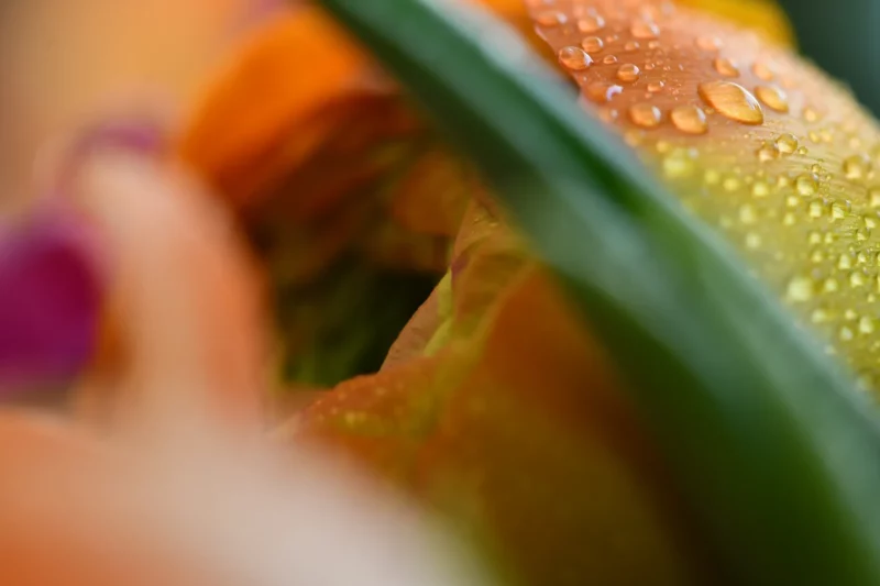 A flower