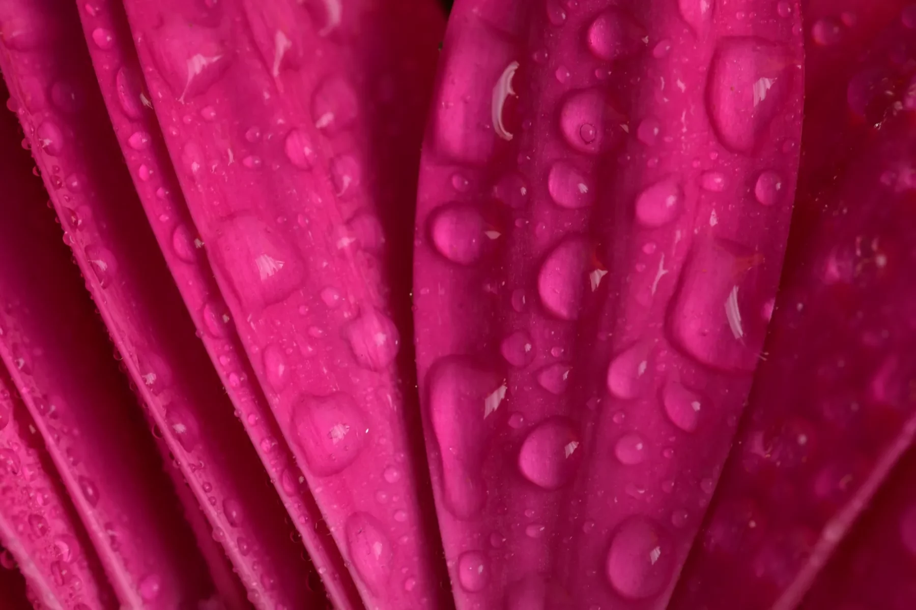 Pink power