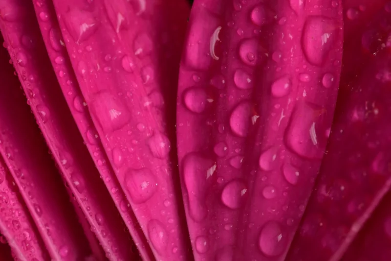 Pink power