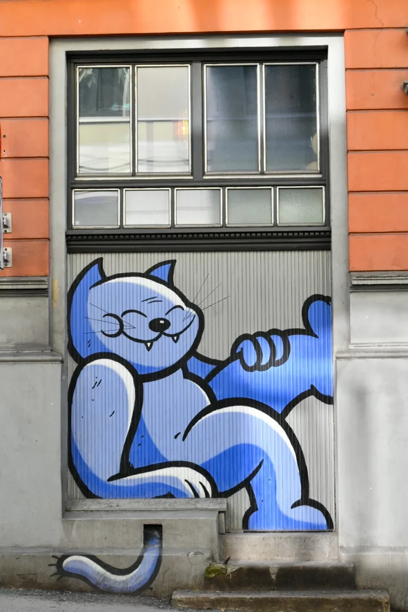 The cat