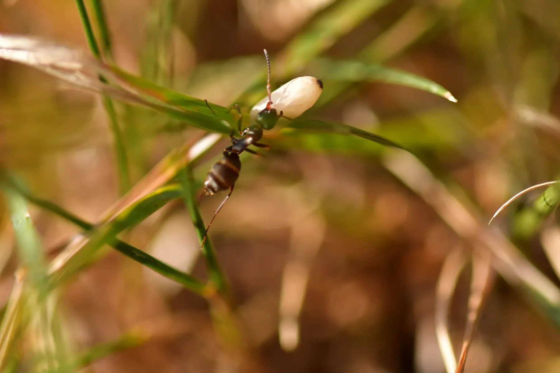 Working  ant