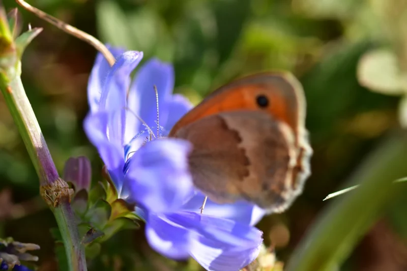 Thirsty butterfly