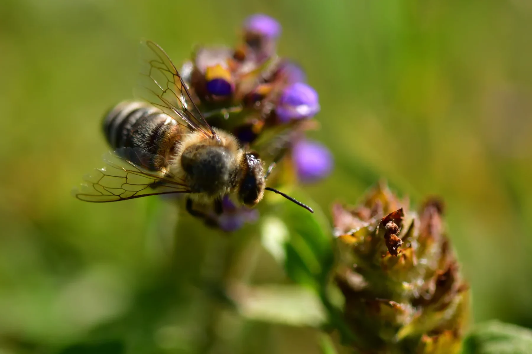 Flying bee